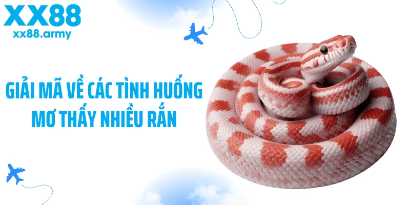 giai-ma-ve-cac-tinh-huong-mo-thay-nhieu-ran