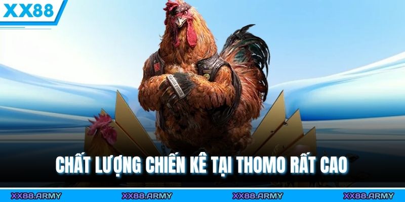 Chất lượng chiến kê tại Thomo rất cao 