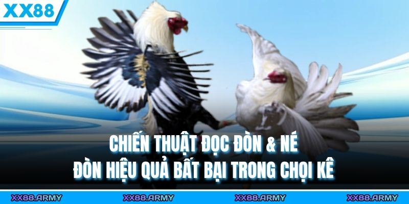Chiến Thuật Đọc Đòn & Né Đòn Hiệu Quả Bất Bại Trong Chọi Kê