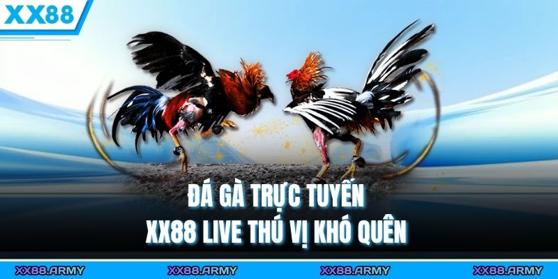 Đá gà trực tuyến XX88 live thú vị khó quên 