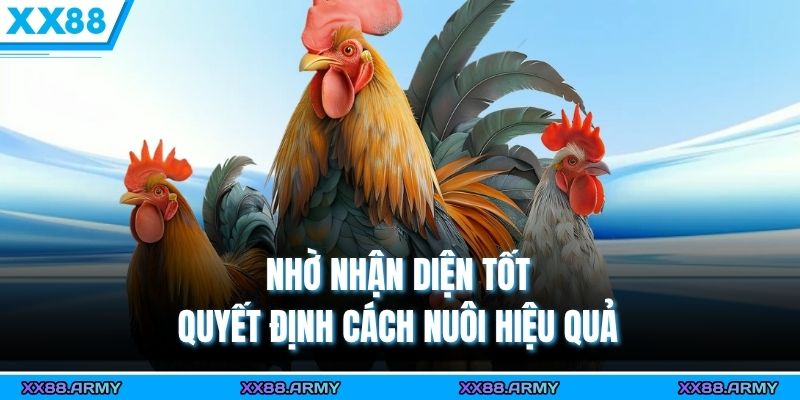 Nhờ nhận diện tốt quyết định cách nuôi hiệu quả 